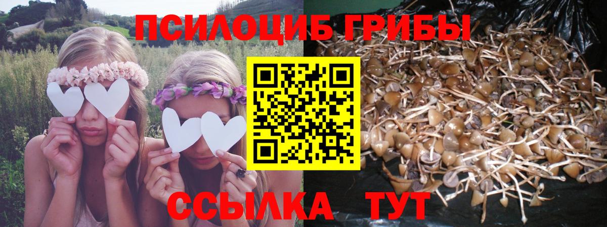 купить наркоту  Псилоцибиновые грибы GOLDEN TEACHER  Вход с VPN  Берёзовский 